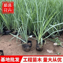 紫露草杯苗 山东青州基地大量批发紫露草小苗 供应高紫露草