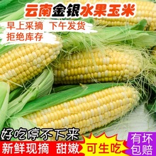 新鲜甜玉米棒云南双色水果玉米新鲜蔬菜当季农家带皮壳现摘现发嫩