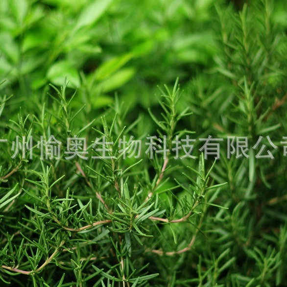 供应迷迭香 香辛料  香精香料