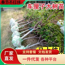 һl܇ӴҘ޽ӘϷļNֲԵ