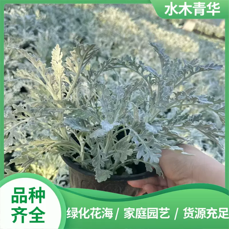 银叶菊盆栽易种植庭院花境植物青州草花供应雪叶菊耐寒花卉