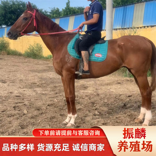 �T���Rһƥ �������u���갫�R �R�x�� �������U�T���R