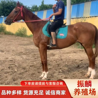 骑乘马一匹 哪里有卖成年矮马 马驹的 出售租赁骑乘马