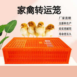 家禽转运箱 鸡运输笼 鸡用周转箱 运输鸡笼 鸡鸭鸽兔周转框运输笼