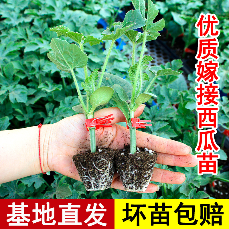 嫁接西瓜苗秧苗高产8424南方2k盆栽蔬菜懒汉瓜苗四季种子孑菜苗春