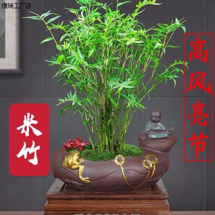 米竹盆景植物室内微观盆景凤尾竹观音竹观赏竹子庭院小型米竹盆栽-阿里巴巴