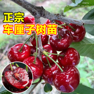 Extra Large Cherry Saplings, Cherry Trees, Potted Plants, Fruit Saplings Planted in the South and North, Cherry Is Easy to Survive