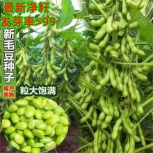 ��Ʒ�N���D����ë���N�ӿ����N��ë���N�Ѵ��v�߲��ļ����S���͟�