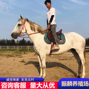 ���С�R�x�߶��T���R��Ѫ�R��Ѫ�R���RС�R�x���w�R�̻��R�T���R