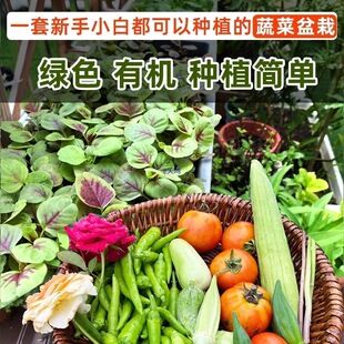 ��ͥ�̨�N�����߲˷Nֲ�����ЙC�������������N�ˠI�B������ͨ��