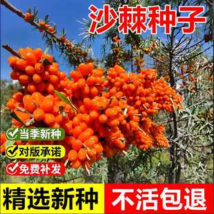 �����²�ɳ���N�Ӵ�С��ɳ����N���S����ͺ��ͺ���ؚ��ľ��N