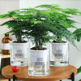 Asparagus Potted Green Plants Are Easy to Maintain in the Indoor Living Room, Evergreen Desktop Small Bonsai for All Seasons, Beautiful Cloud Bamboo, Elegant and Beautiful