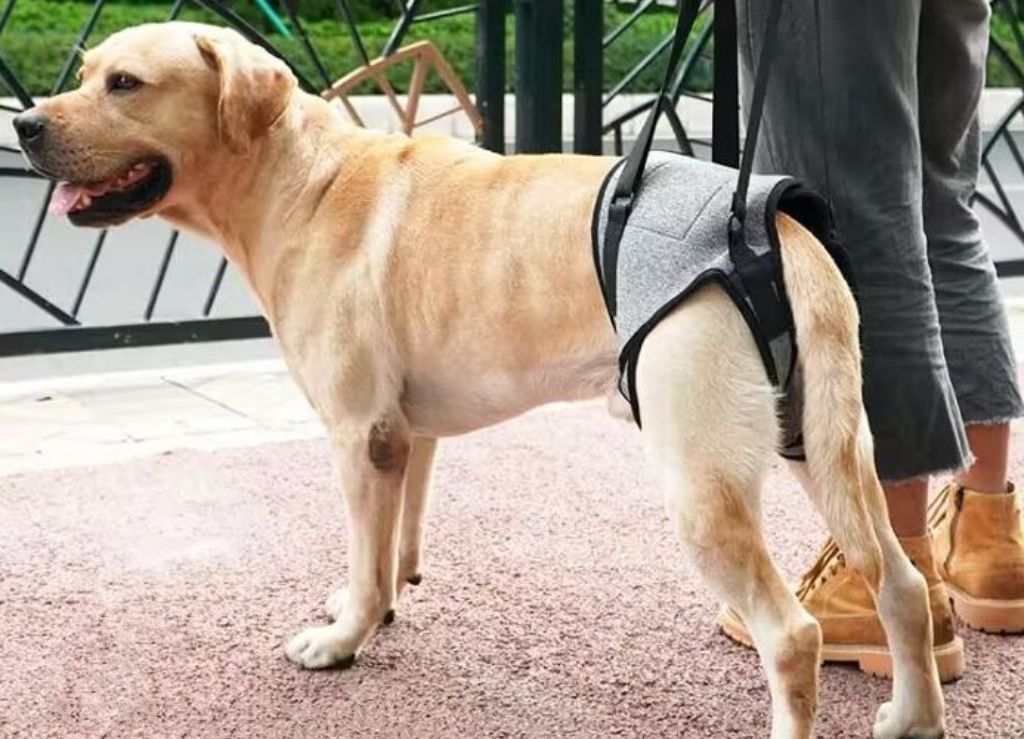 - Injured Dog Rear Leg Support Harness, Elderly Canine Mobility Aid, Comfortable Padded Traction Harness For Dog Rehabilitation_voghion.com