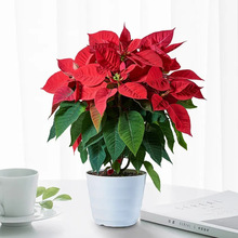 һƷ�t���Ի����r��ֲ���_���҃ȿ͏d�Gֲ�̨���B���}�Q�������]