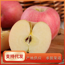【全年供應】蘋果新鮮水果當季脆甜煙台蘋果整箱10斤山東紅富士正