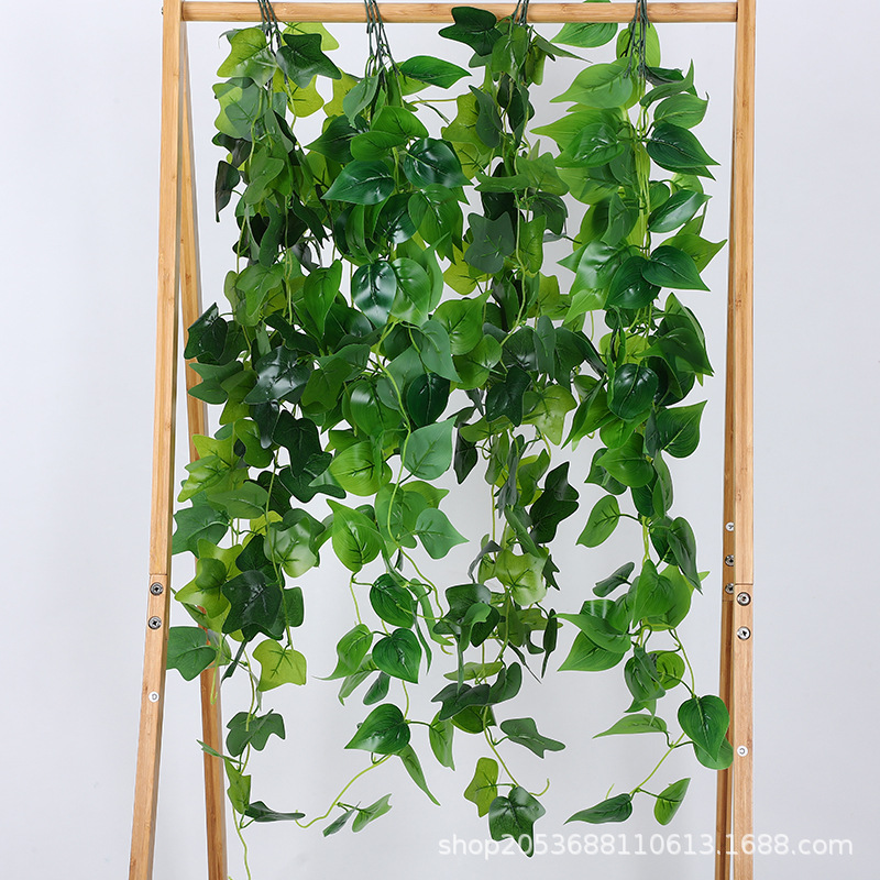 五叉壁挂过胶绿萝叶地瓜叶常春藤