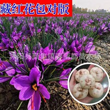 藏红花种球西红花药用番红花种球可泡茶观赏番红花种子球根藏红花