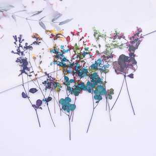 Tang Song Bud with Branches Embossed diy Dried Flower Mobile Phone Case Photo Frame Decoration Kindergarten Handmade Bookmark Juanfan Table Lamp diy