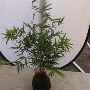 ��ˮ��̦�\��t�^����t�\��W�t���҃ȶU��Gֲ����