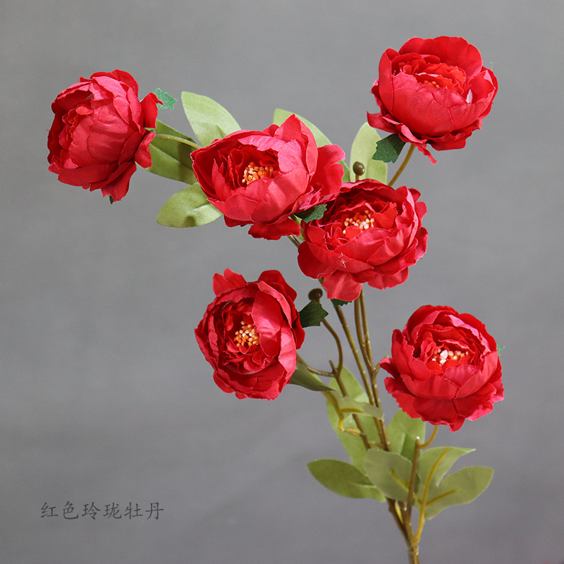 붉은 절묘한 모란