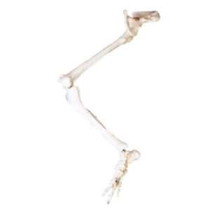 Model of the Lower Limbs of the Bones with the Hip Bone Km/11130