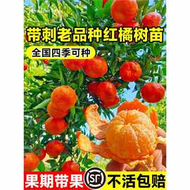 正宗红桔子树苗地栽盆栽川红橘子苗老品种南北方种植柑橘砂糖橘苗