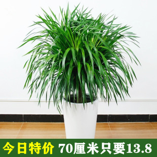 Dragon Tree Multi-Headed Dragon Blood Tree Dragon Iron Tree Indoor Living Room Potted Flower Plant Office Bonsai