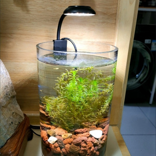 Led Long Lamp Fish Tank Lamp Small Mini Bulb Lamp Growth a Bulb Lamp Dormitory Special Desktop Fish Tank Clip Lamp Hot Sale