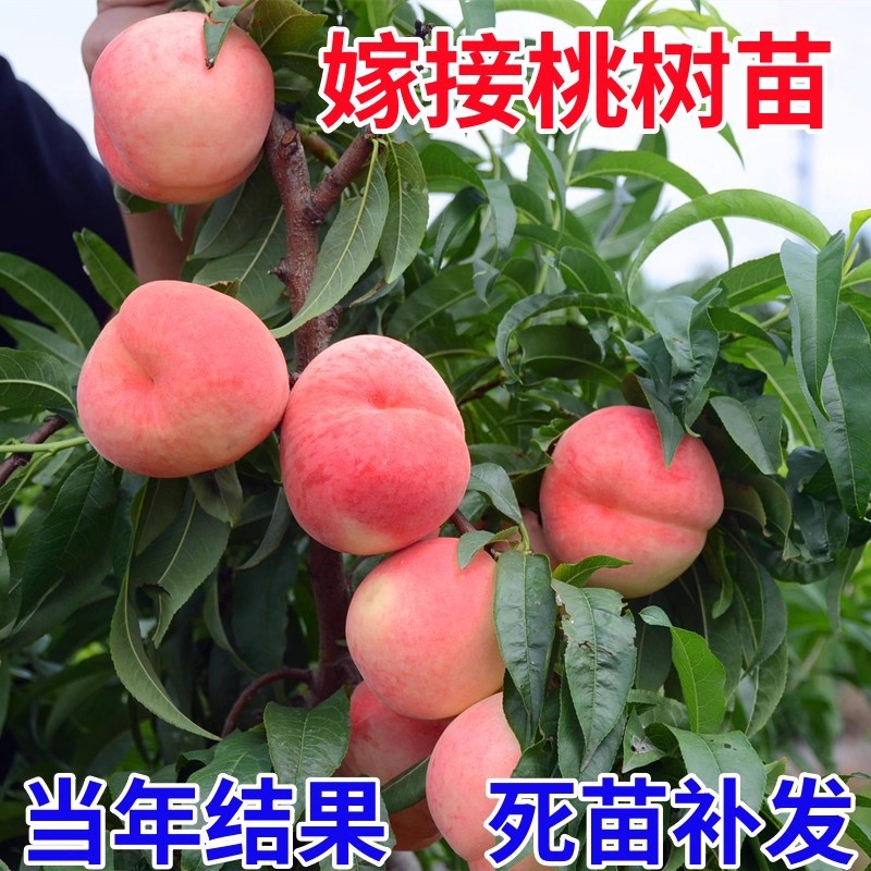 桃树果苗嫁接苗盆栽地栽南方北方种植水蜜桃苗冬桃当年结果桃树苗