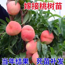 桃树果苗嫁接苗盆栽地栽南方北方种植水蜜桃苗冬桃当年结果桃树苗
