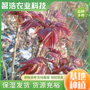 ͥԺ�ļ�����t���㴻�� �������l����ʳ���㴻����