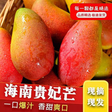 海南三亚贵妃芒果自然熟新鲜水果批发包邮当季顺丰5斤10斤非台芒