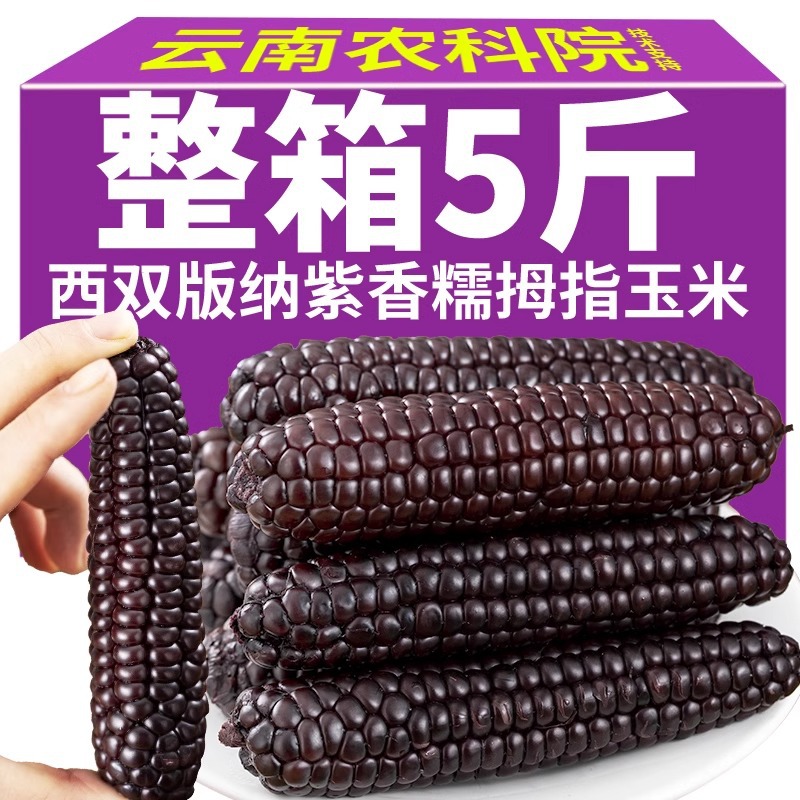 紫色拇指黑玉米云南西双版纳手指香糯小玉米真空即食新鲜苞米棒