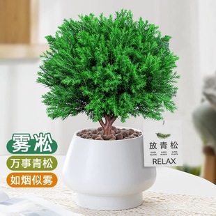Put Green Pine and Green Plant Potted Plants Internet Celebrity Fog Pine Office Desktop Easy to Maintain and Decompress Small Bonsai to Purify the Air Florals