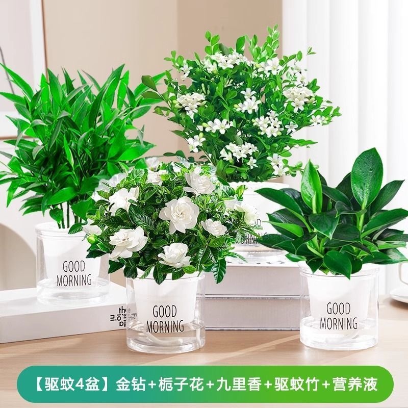 [모기퇴치 4단] 골든다이아몬드/치자나무/구리향/모기퇴치대나무