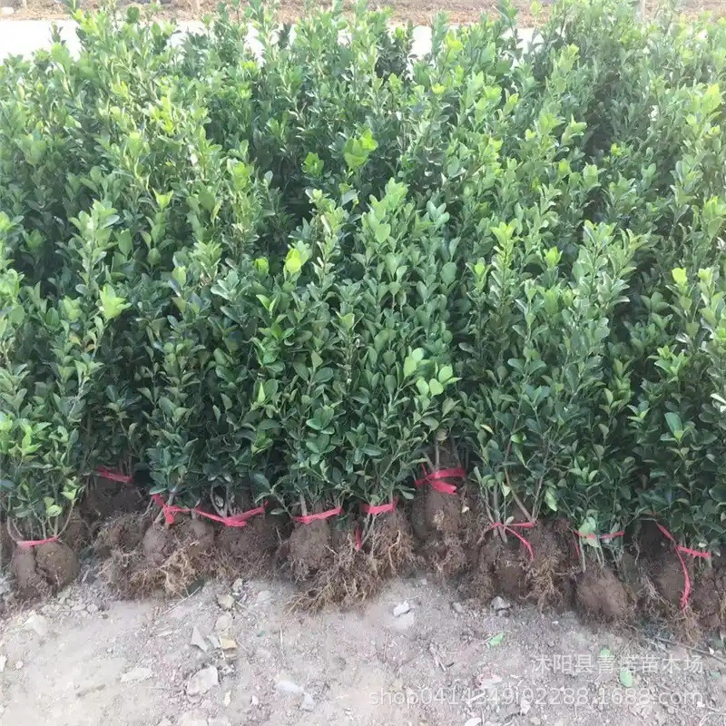 苗圃直销绿化灌木四季常青冬青苗耐寒耐旱大叶黄杨绿篱大叶黄杨球