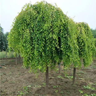 Base Supply of Gold Leaf Elm, Gold Leaf Weeping Elm, High Grafting, Low Grafting Gold Leaf Weeping Elm Seedlings, Complete Specifications