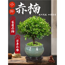 С�~����Ϙ��辰��ֲ�ﻨ������΢���^ˮ���k���҃Ⱥ��B�ļ�����