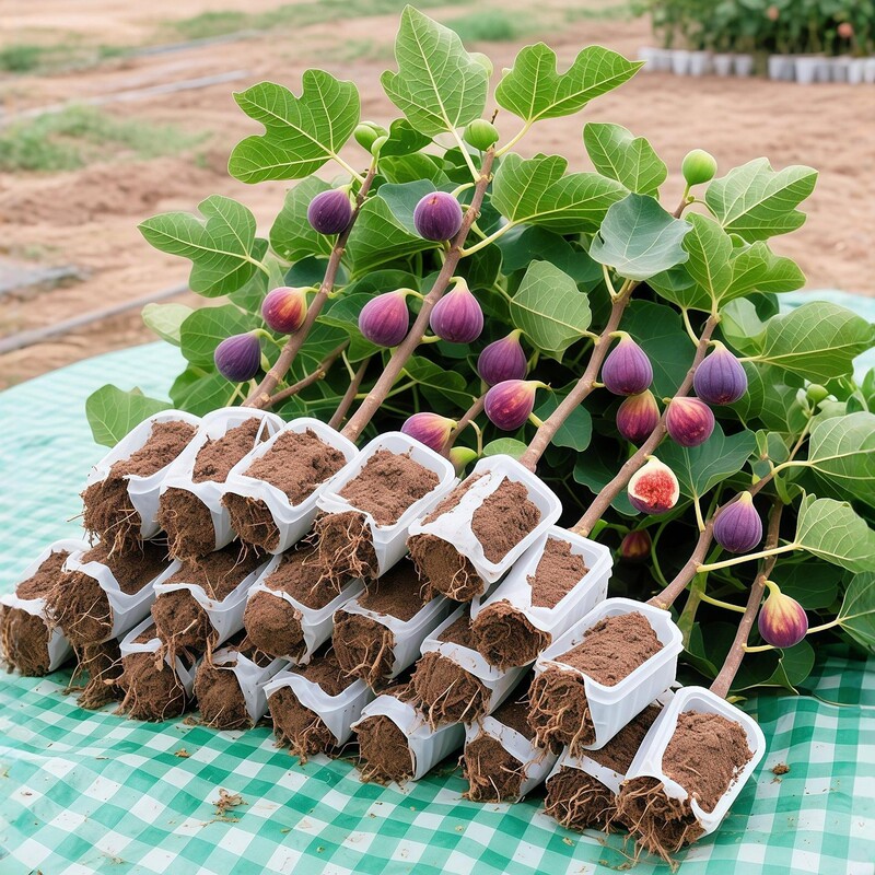 Fig Tree Fruit Seedlings Extra Large Fruit Potted Boji Red Bordeaux North and South All Year Round Planting Cold-Resistant Ground Planting Fig Tree Fruit Seedlings Extra Large Fruit Potted Boji Red Bordeaux North and South All Year Round Planting Cold-Resistant Ground Planting