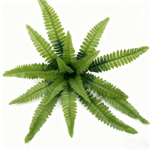 ����Gֲ18�^��ާ�~��˹�ݾG�����^ֲ�����b����컨�٘��~