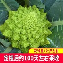 �������˲˷N�ӌ����˷N���߲˷N�Ӳ����̨ͥԺ�N�����Ի���