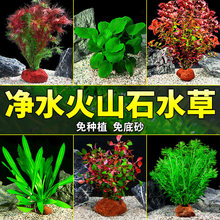 水草鱼缸专用水培植物蜈蚣草水榕全套鱼缸造景摆件九冠火山石水草