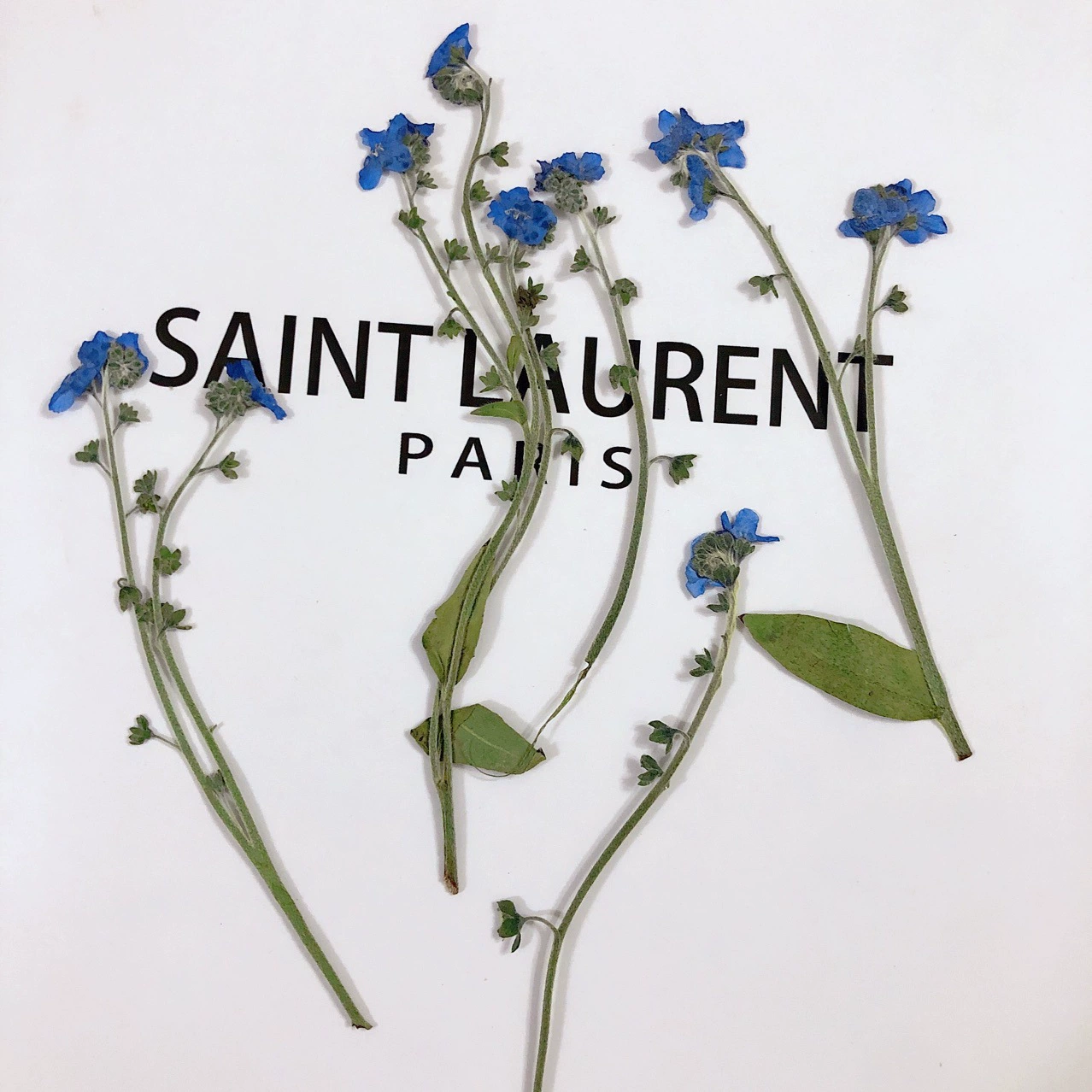 Забудьте-не образец сушеного цветка растения Обучение искусству ногтей Украшение лица Деяние Цветок Фоторамка Настольная лампа Гель Падение Материал корпуса мобильного телефона