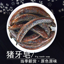 正宗猪牙皂角中药材精选无硫新货小皂角猪牙皂荚包邮正品猪牙皂粉