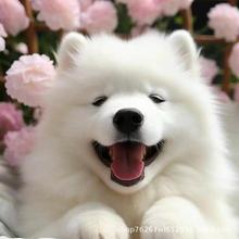 批发萨摩耶雪橇犬幼犬活体狗狗小狗工作犬宠物犬宠物狗幼崽纯白