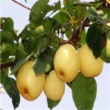 基地直销挂果多梨树苗  梨树小苗批发销售 秋月梨黄梨价格实惠