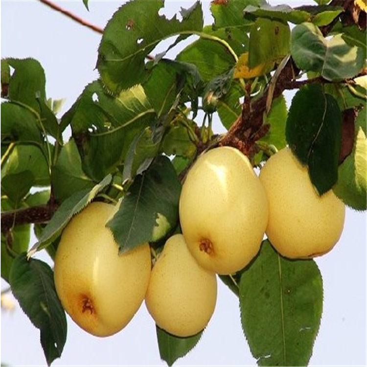 基地直销挂果多梨树苗  梨树小苗批发销售 秋月梨黄梨价格实惠