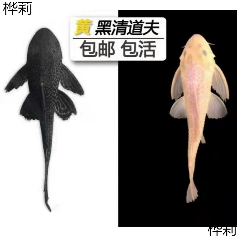 Мусорщик аквариум для удаления водорослей для очистки мусора инструмент для рыбы Золотая моховая крыса королева леопардовая декоративная рыба пресноводная рыба