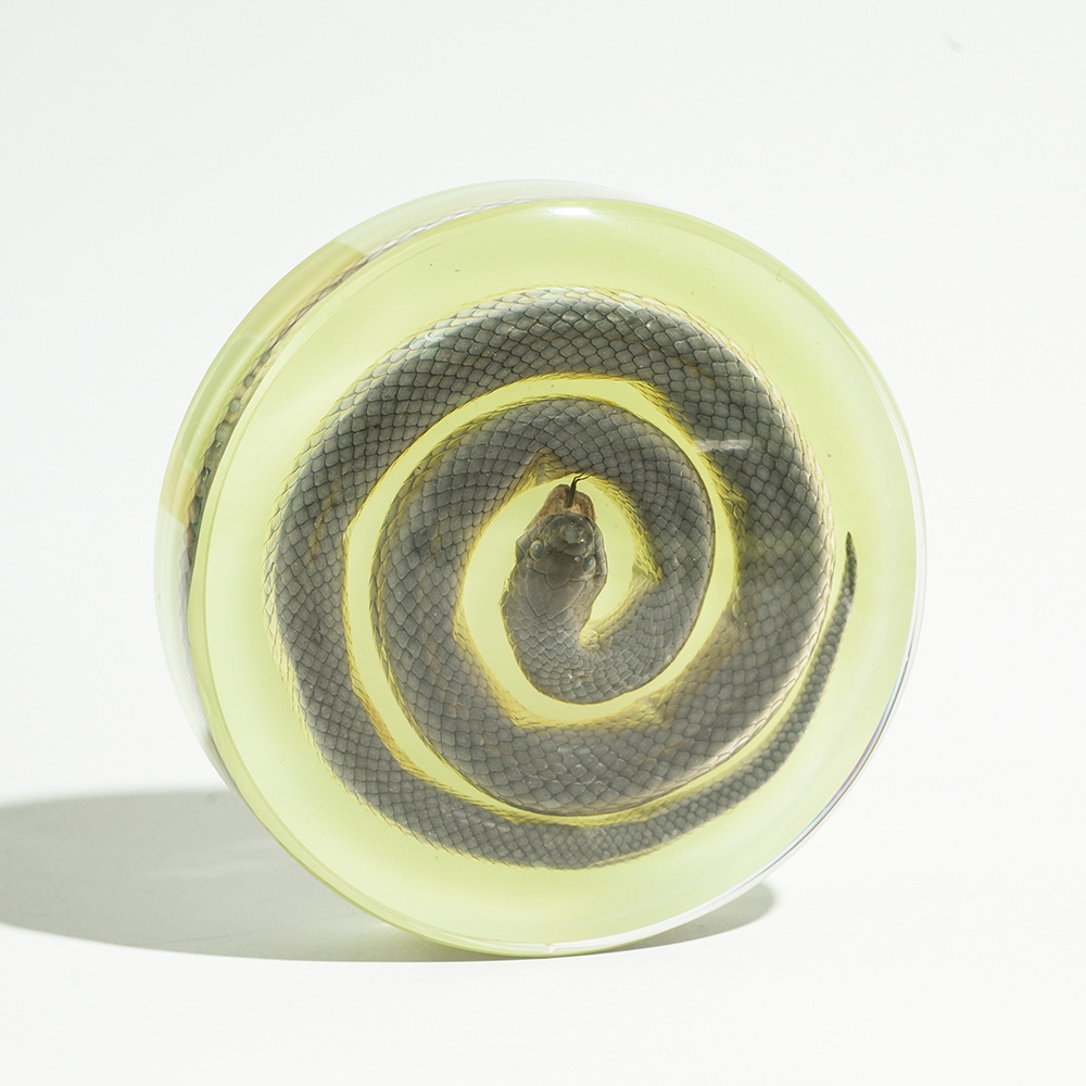 Luminous】snake