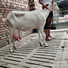 出售奶山羊产奶在8斤以上的萨能奶山羊 关中奶羊 崂山奶羊